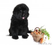 Превью фото № 229232