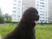 Превью фото № 229234