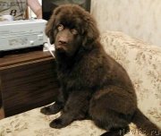 Превью фото № 229235