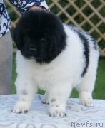 Превью фото № 229240