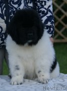 Превью фото № 229241