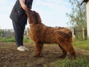 Превью фото № 229279