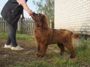 Превью фото № 229280