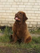 Превью фото № 229281