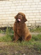 Превью фото № 229282