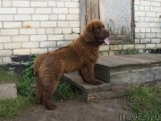 Превью фото № 229286