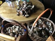 Превью фото № 229289