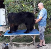 Превью фото № 229295