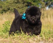 Превью фото № 229306