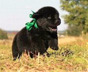 Превью фото № 229322