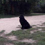 Превью фото № 229419