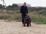 Превью фото № 229459