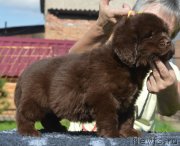 Превью фото № 229478