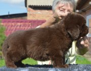 Превью фото № 229479