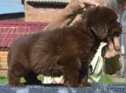 Превью фото № 229480