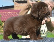 Превью фото № 229481