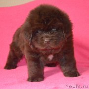 Превью фото № 229484