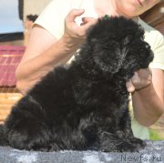 Превью фото № 229491