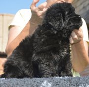 Превью фото № 229492