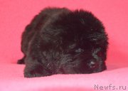 Превью фото № 229494