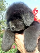 Превью фото № 229519