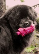 Превью фото № 229537