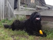 Превью фото № 229538