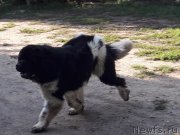 Превью фото № 229558