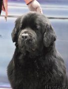 Превью фото № 229566