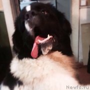 Превью фото № 229642