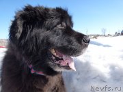 Превью фото № 229663