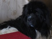 Превью фото № 229674