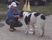 Превью фото № 229717