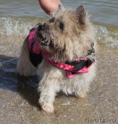 Превью фото № 229751