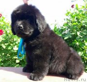 Превью фото № 229816