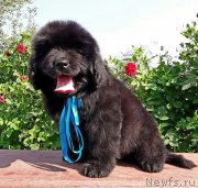 Превью фото № 229820