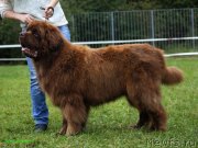 Превью фото № 229833