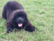 Превью фото № 229868