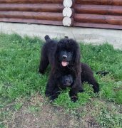 Превью фото № 229874