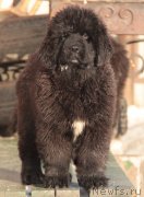 Превью фото № 229887