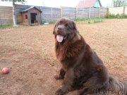 Превью фото № 229898