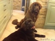 Превью фото № 229932