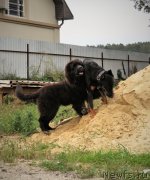 Превью фото № 229981