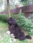 Превью фото № 229984