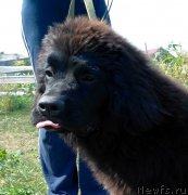 Превью фото № 229987