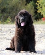 Превью фото № 230064