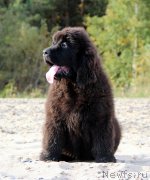 Превью фото № 230065