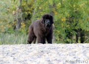 Превью фото № 230067