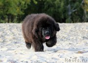 Превью фото № 230068