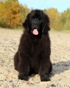 Превью фото № 230069